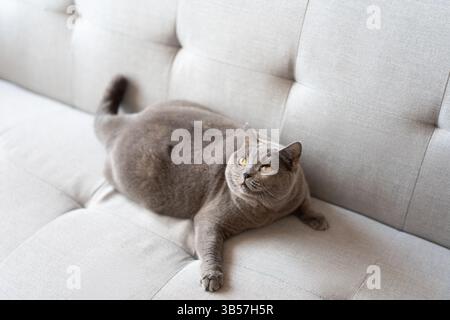 Eine blau-graue britische Kurzhaarkatze spielt drinnen, jagt einem Katzenteaser nach und springt herum, um zu konkurrieren, um zu sehen, wer sie zuerst fangen kann Stockfoto