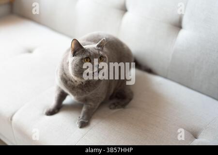 Eine blau-graue britische Kurzhaarkatze spielt drinnen, jagt einem Katzenteaser nach und springt herum, um zu konkurrieren, um zu sehen, wer sie zuerst fangen kann Stockfoto