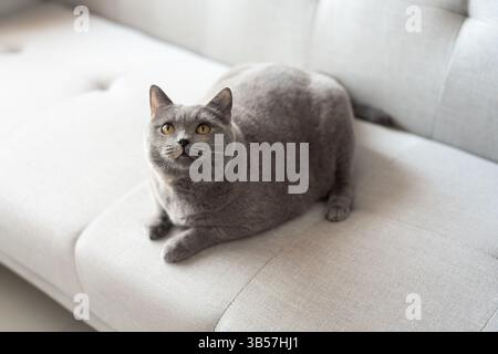 Eine blau-graue britische Kurzhaarkatze spielt drinnen, jagt einem Katzenteaser nach und springt herum, um zu konkurrieren, um zu sehen, wer sie zuerst fangen kann Stockfoto