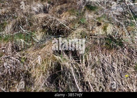 Getrocknetes Gras während einer Frühlingsnaht Stockfoto