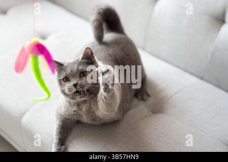Eine blau-graue britische Kurzhaarkatze spielt drinnen, jagt einem Katzenteaser nach und springt herum, um zu konkurrieren, um zu sehen, wer sie zuerst fangen kann Stockfoto