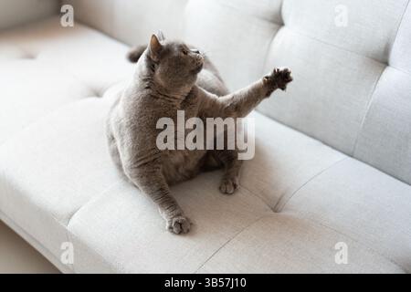 Eine blau-graue britische Kurzhaarkatze spielt drinnen, jagt einem Katzenteaser nach und springt herum, um zu konkurrieren, um zu sehen, wer sie zuerst fangen kann Stockfoto