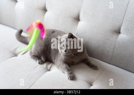 Eine blau-graue britische Kurzhaarkatze spielt drinnen, jagt einem Katzenteaser nach und springt herum, um zu konkurrieren, um zu sehen, wer sie zuerst fangen kann Stockfoto