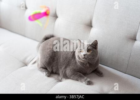 Eine blau-graue britische Kurzhaarkatze spielt drinnen, jagt einem Katzenteaser nach und springt herum, um zu konkurrieren, um zu sehen, wer sie zuerst fangen kann Stockfoto