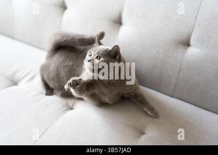 Eine blau-graue britische Kurzhaarkatze spielt drinnen, jagt einem Katzenteaser nach und springt herum, um zu konkurrieren, um zu sehen, wer sie zuerst fangen kann Stockfoto