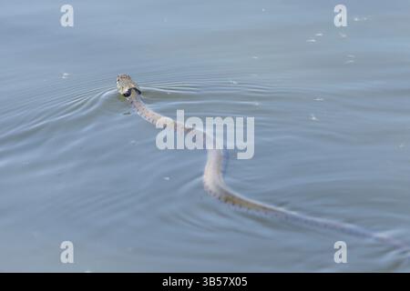 Die Schlange mit Gittergras Natrix Helvetica schwimmt auf einem Teich in Zentralfrankreich Stockfoto
