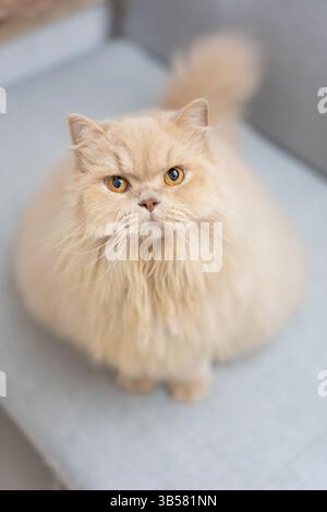 Eine gelbe britische Langhaarkatze, die drinnen auf dem Balkon steht und sich in der Sonne sonnt, während sie die Brise genießt Stockfoto