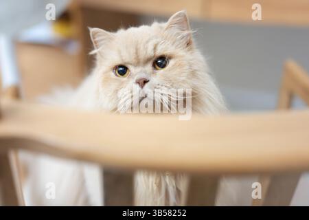 Eine gelbe britische Langhaarkatze, die drinnen auf dem Balkon steht und sich in der Sonne sonnt, während sie die Brise genießt Stockfoto
