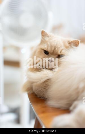 Eine gelbe britische Langhaarkatze, die drinnen auf dem Balkon steht und sich in der Sonne sonnt, während sie die Brise genießt Stockfoto