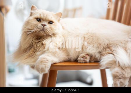 Eine gelbe britische Langhaarkatze, die drinnen auf dem Balkon steht und sich in der Sonne sonnt, während sie die Brise genießt Stockfoto