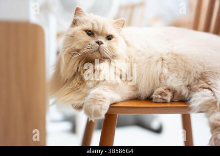 Eine gelbe britische Langhaarkatze, die drinnen auf dem Balkon steht und sich in der Sonne sonnt, während sie die Brise genießt Stockfoto