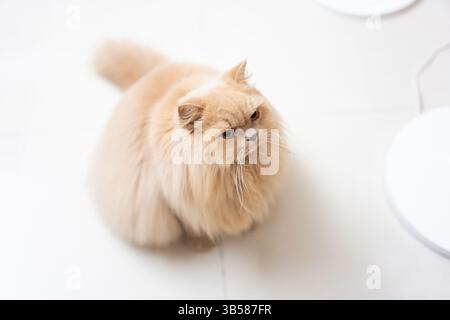 Eine gelbe britische Langhaarkatze, die drinnen auf dem Balkon steht und sich in der Sonne sonnt, während sie die Brise genießt Stockfoto