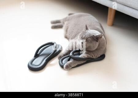 Eine britische Kurzhaarkatze steckt ihre Pfoten spielerisch in die Hausschuhe des Besitzers. Die flauschige Katze sieht neugierig und amüsiert aus und schafft einen charmanten und lustigen Eindruck Stockfoto