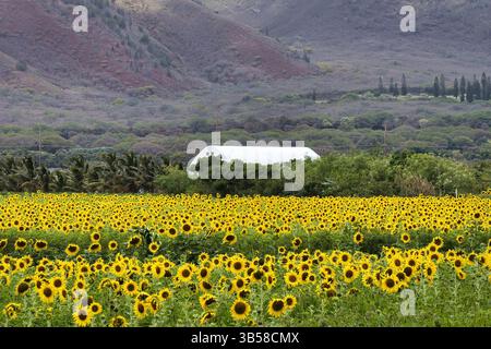 Bio-Sonnenblumenfarm in voller Blüte auf maui. Stockfoto