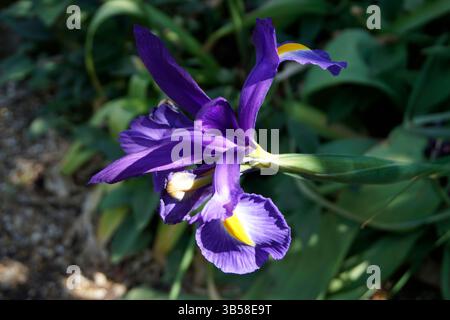 Nahaufnahme einer lila bärtigen Iris (Iris germanica) mit gelber Mitte in Blüte. Arundel, England Stockfoto