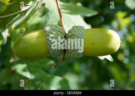 Nahaufnahme von zwei grünen Eicheln (Quercus robur), die auf einem Eichenzweig wachsen. Denbies Wine Estate, Dorking, England Stockfoto