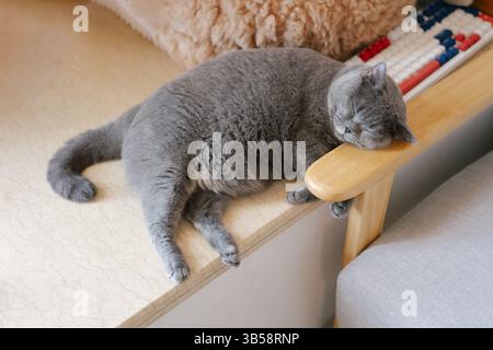 Britische Kurzhaarkatze, die in einem Bambuskorb sitzt, ist die Pelzdecke ihr Favorit Stockfoto
