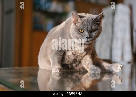 Britische Kurzhaarkatze, die in einem Bambuskorb sitzt, ist die Pelzdecke ihr Favorit Stockfoto