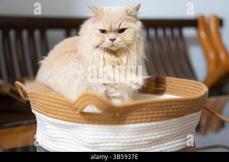 Eine gelbe, süße, fette britische Langhaarkatze liegt und schläft auf einem hölzernen Katzenkletterrahmen Stockfoto
