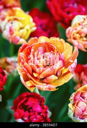 Erstaunliche bunte Doppel-Tulpenblüten in einem frühen Frühlings-Cottage-Garten. Sun Lover (Tulipa) Gartenkonzept. Weichzeichner. Stockfoto