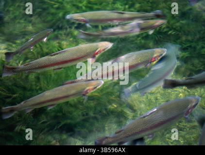 Große Regenbogenforellen in der Cascade Locks Fish Hatchery. Oregon. Stockfoto
