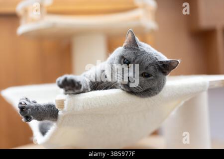 Eine britische Kurzhaarkatze liegt und schläft auf dem Sofa Stockfoto