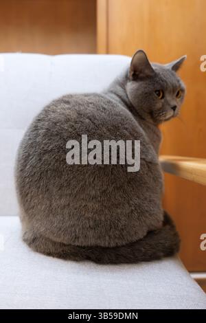 Britische Kurzhaarkatze, die in einem Bambuskorb sitzt, ist die Pelzdecke ihr Favorit Stockfoto