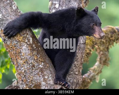 6. Juli 2022, Elkton, Oregon, USA: Ein wilder Schwarzbär klettert in einen großen Kirschbaum, während er auf einer Farm in der Nähe von Elkton im ländlichen Südwesten Oregons nach Früchten sucht. Der Baum ist Teil eines kleinen Obstgartens mit alten Obstbäumen an der Stelle eines verlassenen Gehöfts am Hügel. (Bild: © Robin Loznak/ZUMA Press Wire) Stockfoto