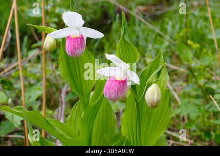 Auffällige Lady's Slipper blühen in einem Waldgebiet im Norden von Minnesota. Cypripedium reginae ist die Blüte des Bundesstaates Minnesota. Stockfoto