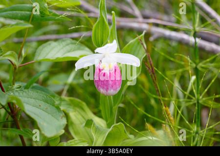Die Minnesota State Flower - A Showy Lady's Slipper - blüht in einem Moorgebiet im Norden von Minnesota. Stockfoto