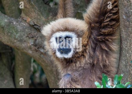 Nahaufnahme eines Riesengibbons (Hylobates lar) in einem Zoo. Stockfoto