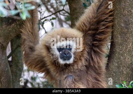 Nahaufnahme eines Riesengibbons (Hylobates lar) in einem Zoo. Stockfoto