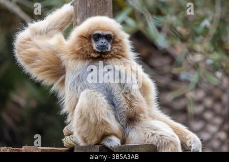 Nahaufnahme eines Riesengibbons (Hylobates lar) in einem Zoo. Stockfoto