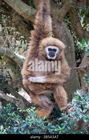 Nahaufnahme eines Riesengibbons (Hylobates lar) in einem Zoo. Stockfoto