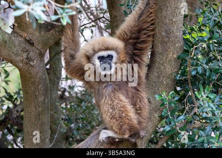 Nahaufnahme eines Riesengibbons (Hylobates lar) in einem Zoo. Stockfoto