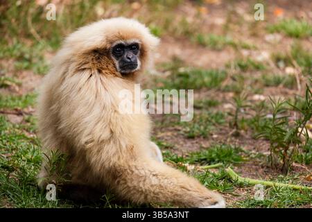 Nahaufnahme eines Riesengibbons (Hylobates lar) in einem Zoo. Stockfoto