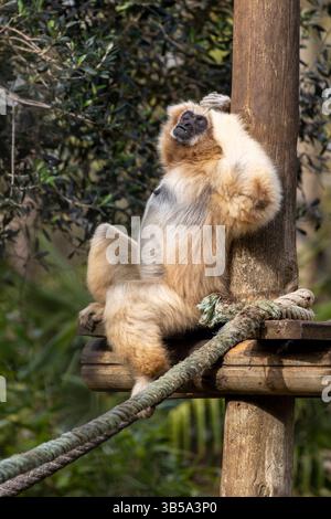 Nahaufnahme eines Riesengibbons (Hylobates lar) in einem Zoo. Stockfoto