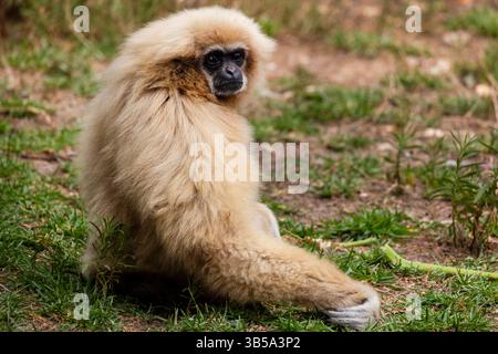 Nahaufnahme eines Riesengibbons (Hylobates lar) in einem Zoo. Stockfoto