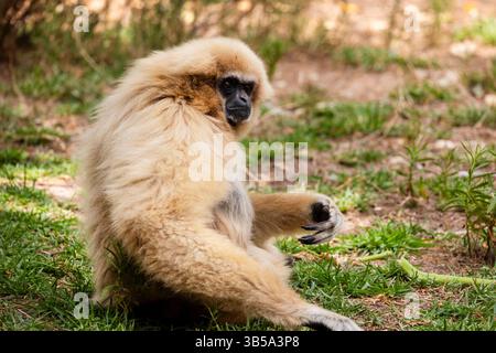 Nahaufnahme eines Riesengibbons (Hylobates lar) in einem Zoo. Stockfoto