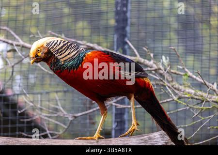 Nahaufnahme eines männlichen goldenen Fasans (Chrysolophus pictus) Vogels. Stockfoto