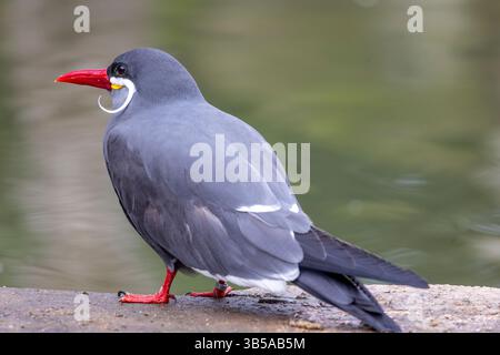 Nahaufnahme eines Inkaseeschwalbenvogels (Larosterna inca). Stockfoto