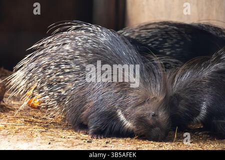 Nahaufnahme eines Kap-Stachelschweins (Hystrix africaeaustralis). Stockfoto