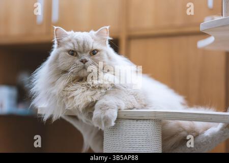 Eine gelbe britische Langhaarkatze, die drinnen auf dem Balkon steht und sich in der Sonne sonnt, während sie die Brise genießt Stockfoto