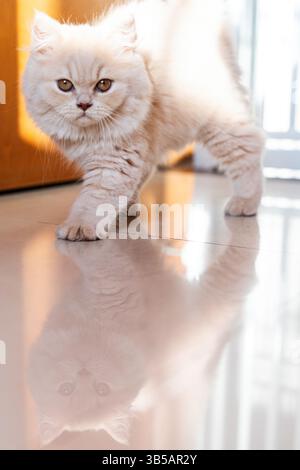 Weißes persisches Kätzchen, das auf Hochglanzboden mit Reflexion in Shanghai, China, läuft Stockfoto