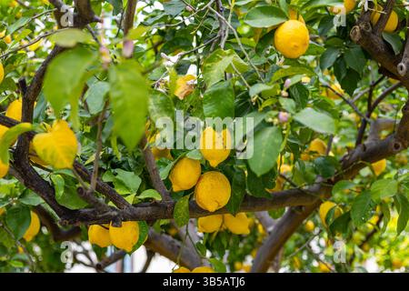 Ein fruchtbarer Zitronenbaum steht in einem lebendigen Garten, in dem sich Reife, gelbe Zitronen inmitten üppiger grüner Blätter unter der warmen Sonne befinden. Stockfoto