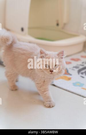 Flauschiges cremefarbenes persisches Kätzchen, das in der Nähe von Katzenklo in gemütlicher häuslicher Umgebung spaziert, Hauskatze Stockfoto