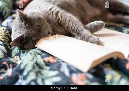Britische Kurzhaar-blaue Katze, wie ein Student, der für eine Prüfung rezensiert, sich auswendig macht und ein Buch liest Stockfoto