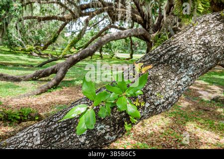 Orlando Florida, Mennello Museum of American Art, Gelände riesige lebende Eichenzweige, weitläufige Gliedmaßen bedeckt mit Moos und Flechten, Nahaufnahme von neuem Grün Stockfoto