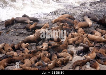19. Juli 2022, Florence, Oregon, USA: Sea Lion Caves ist ein verbundenes System von Meereshöhlen und Höhlen, das zum Pazifik hin offen ist. Sie befinden sich 18 km nördlich von Florenz am U.S. Highway 101, etwa 400 km nördlich der Oregon Coast. In diesem Gebiet folgt der Highway 101 am 25. Juli 2022 einer steilen und unbebauten Meereslandschaft 300 Meter über dem Meeresspiegel entlang des Strandes am Highway 101. (Kreditbild: © Karen Focht/ZUMA Press Wire) Stockfoto