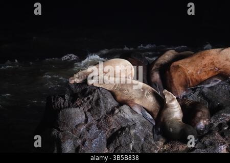 19. Juli 2022, Florence, Oregon, USA: Sea Lion Caves ist ein verbundenes System von Meereshöhlen und Höhlen, das zum Pazifik hin offen ist. Sie befinden sich 18 km nördlich von Florenz am U.S. Highway 101, etwa 400 km nördlich der Oregon Coast. In diesem Gebiet folgt der Highway 101 am 25. Juli 2022 einer steilen und unbebauten Meereslandschaft 300 Meter über dem Meeresspiegel entlang des Strandes am Highway 101. (Kreditbild: © Karen Focht/ZUMA Press Wire) Stockfoto